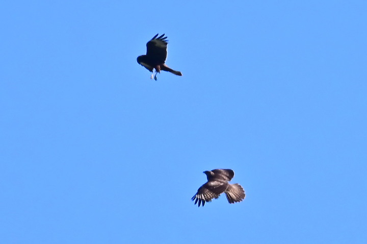Z7動態區域AF追拍西方澤鵟,Z7+16-50mm和50-250mm的DX鏡首拍。