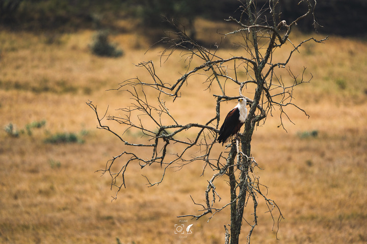 曠古之聲：東非雙亞行略（上）｜Africa Safari