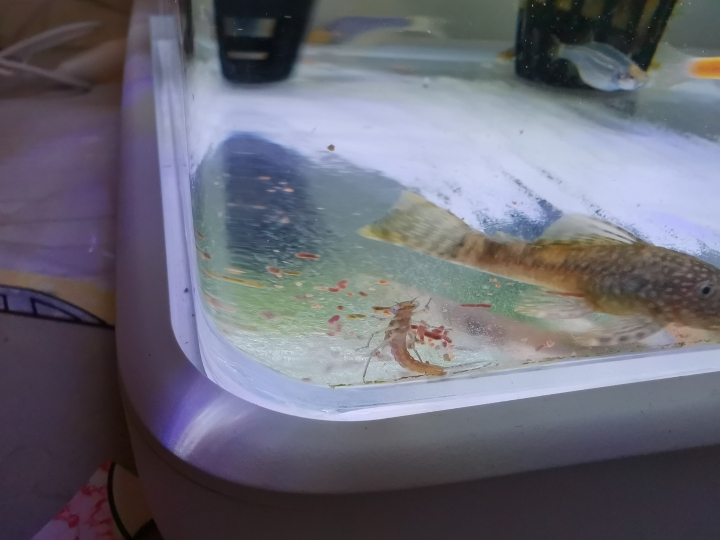 魚缸出現莫名其妙的生物，請問這是？？