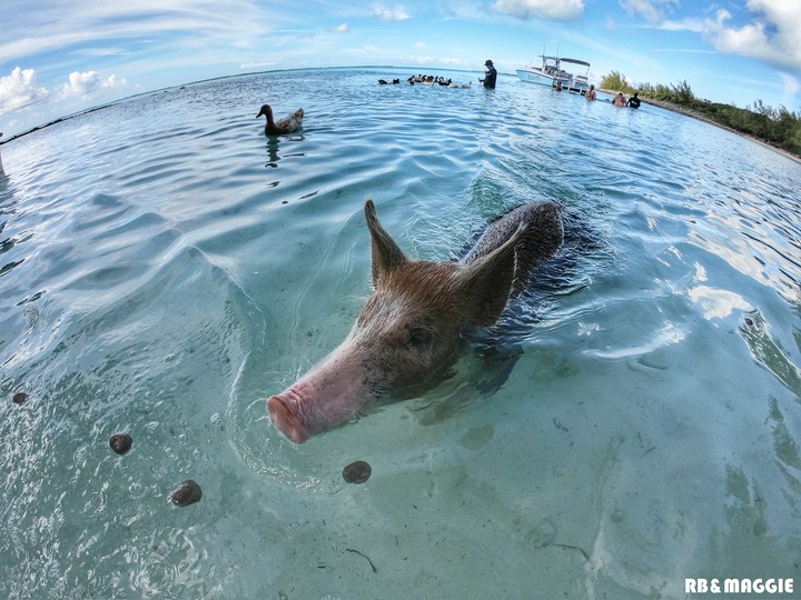 [遊記]蜜月旅行篇章之巴哈馬 豬島 附簽證教學 圖多