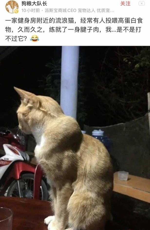 這是不是貓黨的新戰力