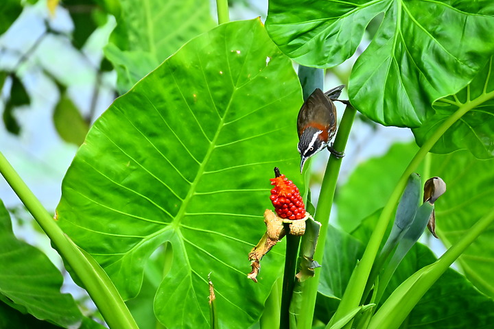 Z50+50-250mm DX生態記錄：白頭翁懸停吃姑婆芋果實，小彎嘴則謹慎小心時時警戒。