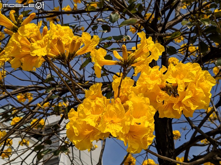 黃花風鈴木 台南市佳里區六順路 02/28