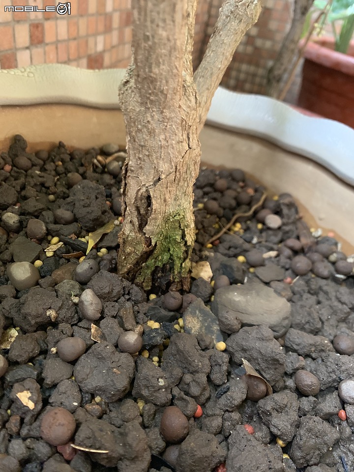 馬茶花葉子枯黃，根部有一個洞