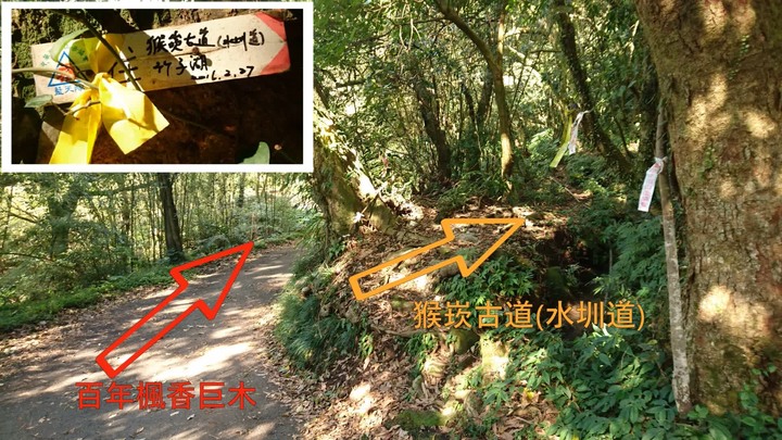 [樂山童盟] [台北北投] 悠遊"竹子湖"[猴崁湖田國小步道-百年楓香巨木-草山水道滾水頭-猴崁水圳古道-青楓步道-竹子湖黑森林-水車寮步道]