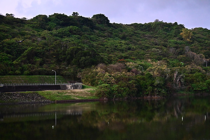Z50鳳山水庫鸕鶿：黃昏返回與清晨離開到高屏溪或大鵬灣。