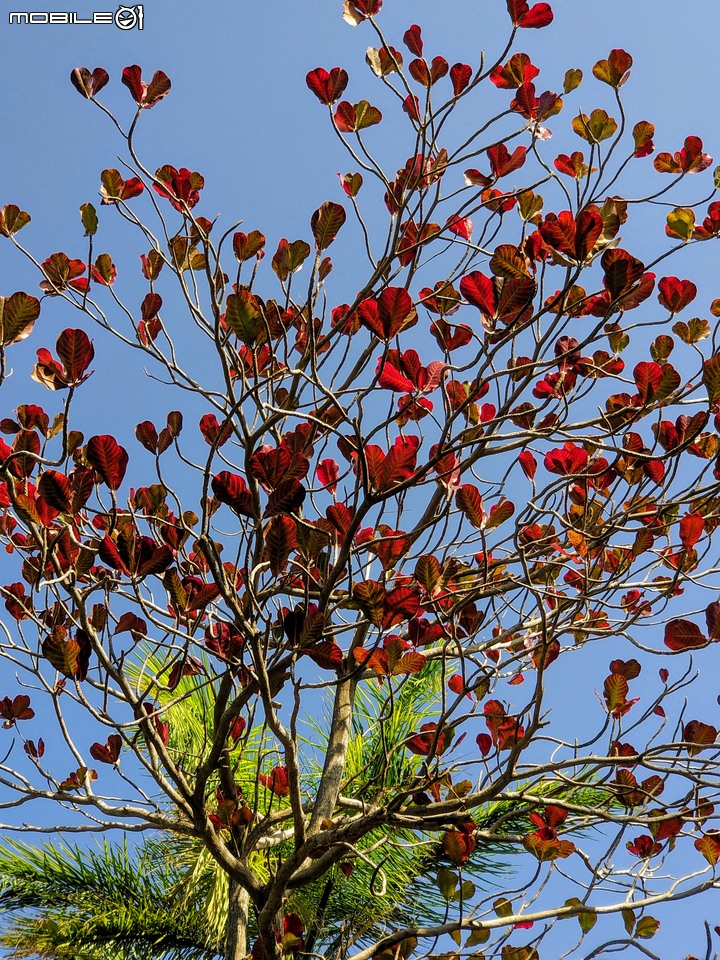 紅花風鈴木 台南市佳里區體育公園 02/08