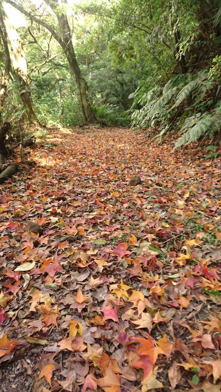 [樂山童盟] [台北北投] 悠遊"竹子湖"[猴崁湖田國小步道-百年楓香巨木-草山水道滾水頭-猴崁水圳古道-青楓步道-竹子湖黑森林-水車寮步道]