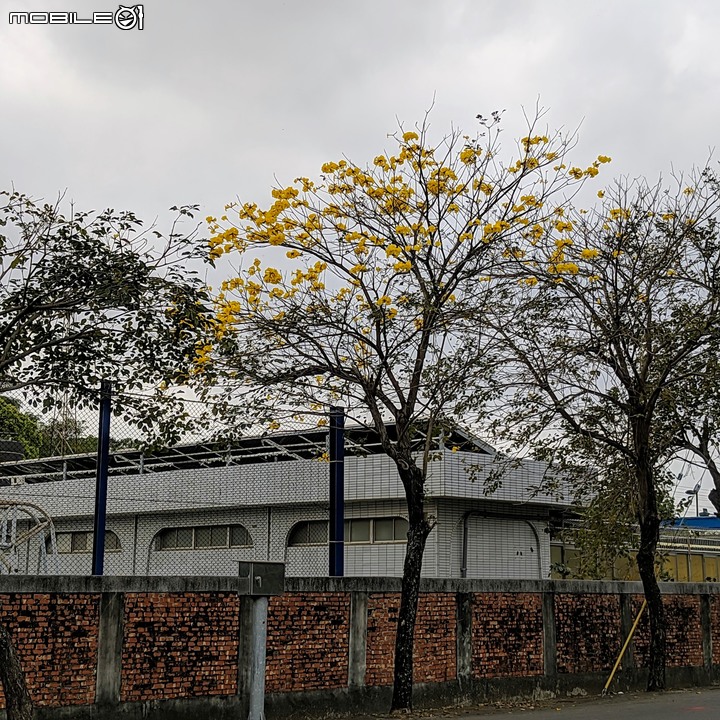 胡蘿蔔花+煙火花 台南市西港區佳里區 02/15