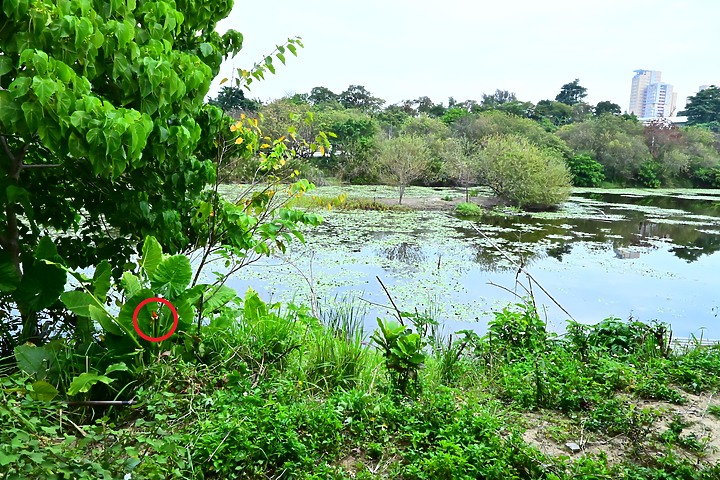 Z50+50-250mm DX生態記錄：白頭翁懸停吃姑婆芋果實，小彎嘴則謹慎小心時時警戒。