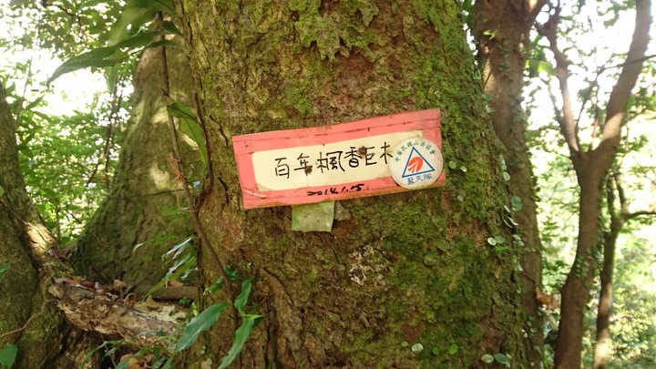 [樂山童盟] [台北北投] 悠遊"竹子湖"[猴崁湖田國小步道-百年楓香巨木-草山水道滾水頭-猴崁水圳古道-青楓步道-竹子湖黑森林-水車寮步道]