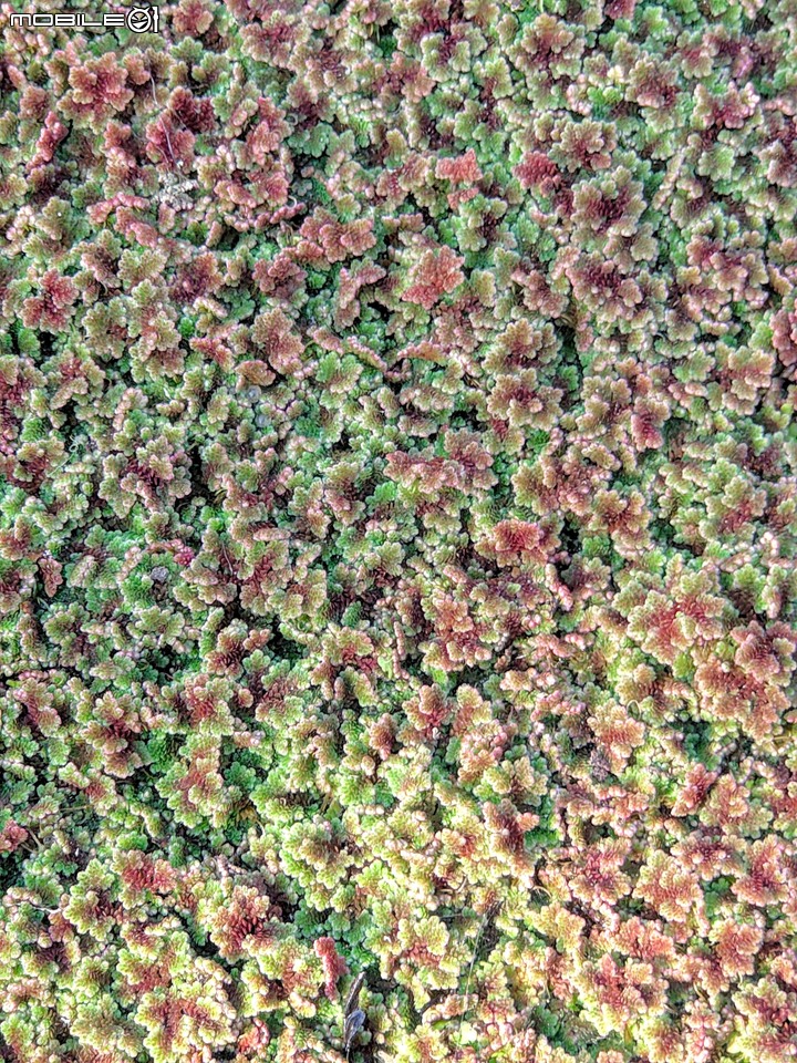 木棉花 台南市白河區林初埤 02/08