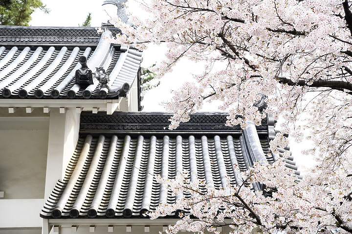 2019日本櫻花篇