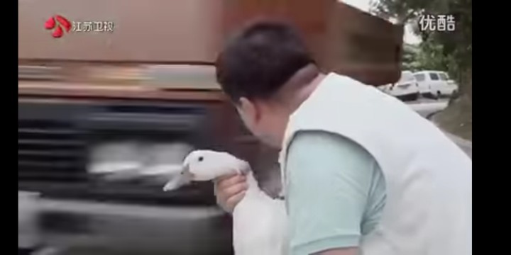 肥貓流浪記觀後心得
