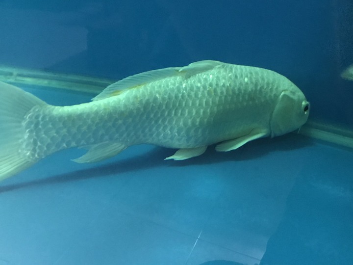 求助：錦鋰魚肚子很大，怎麼辦？