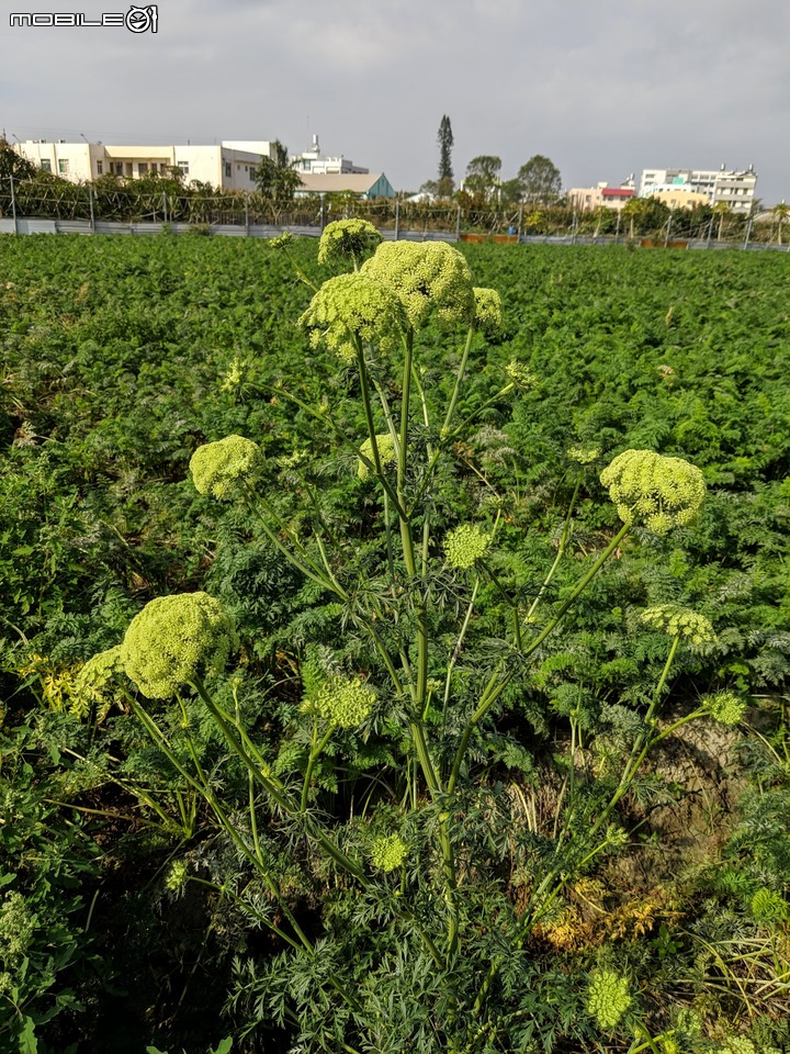 胡蘿蔔花+煙火花 台南市西港區佳里區 02/15