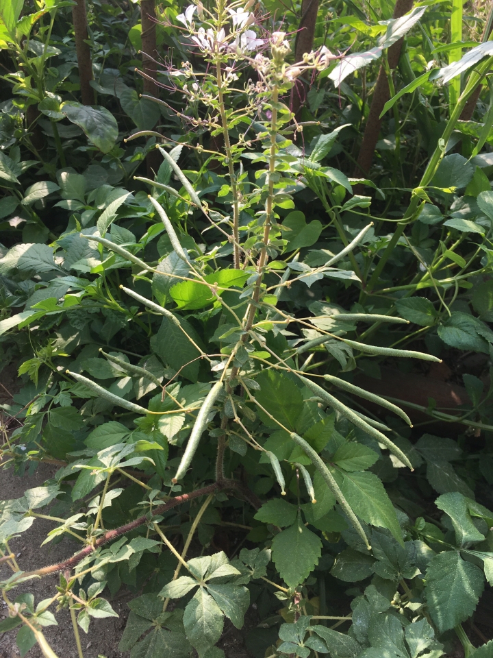 這是什麼植物