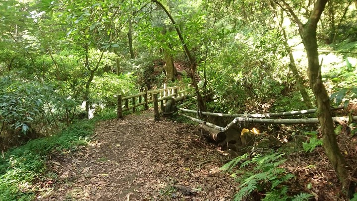 [樂山童盟] [台北北投] 悠遊"竹子湖"[猴崁湖田國小步道-百年楓香巨木-草山水道滾水頭-猴崁水圳古道-青楓步道-竹子湖黑森林-水車寮步道]
