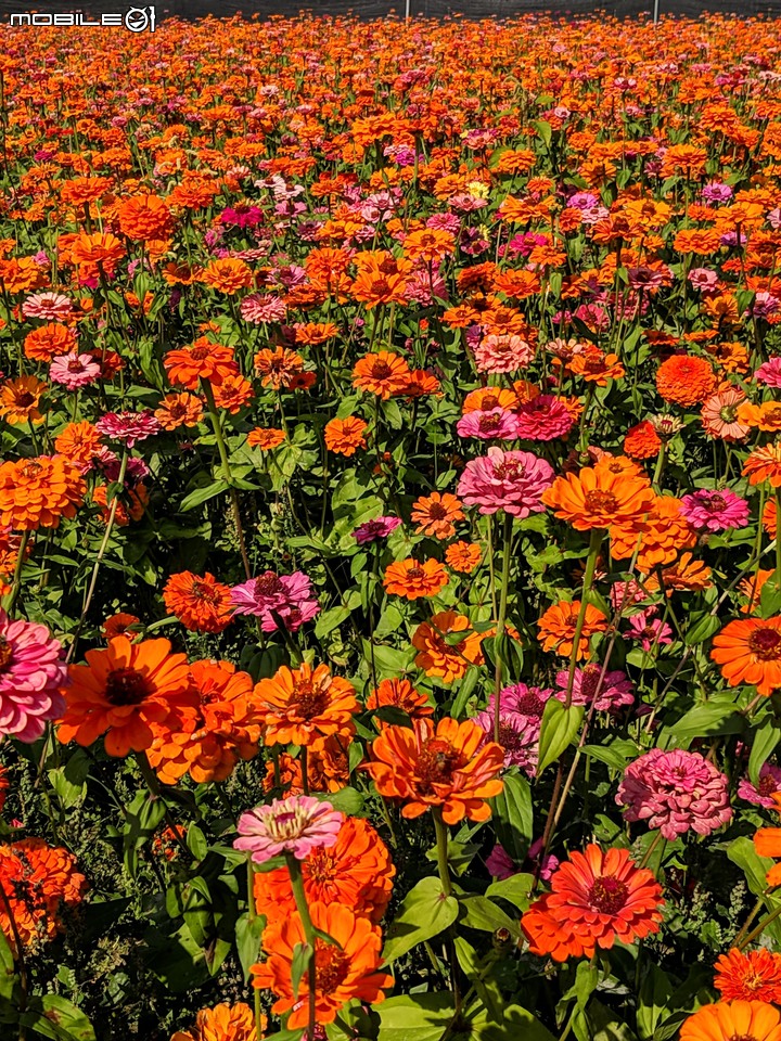 杉林花海 高雄市杉林區永齡農場 01/31