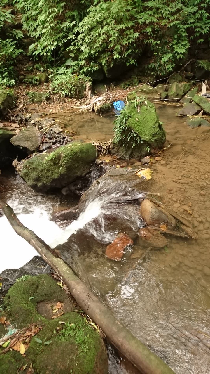 [樂山童盟] [台北北投] 悠遊"竹子湖"[猴崁湖田國小步道-百年楓香巨木-草山水道滾水頭-猴崁水圳古道-青楓步道-竹子湖黑森林-水車寮步道]