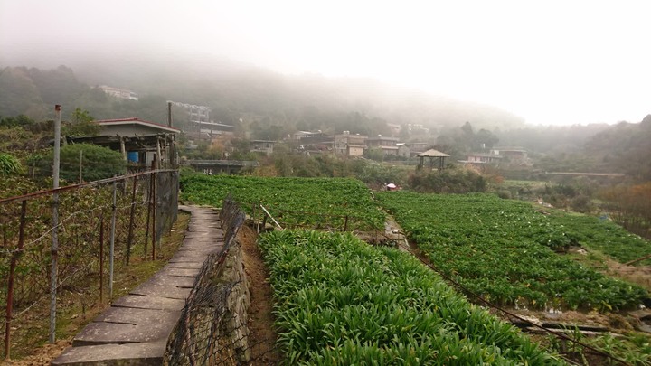 [樂山童盟] [台北北投] 悠遊"竹子湖"[猴崁湖田國小步道-百年楓香巨木-草山水道滾水頭-猴崁水圳古道-青楓步道-竹子湖黑森林-水車寮步道]