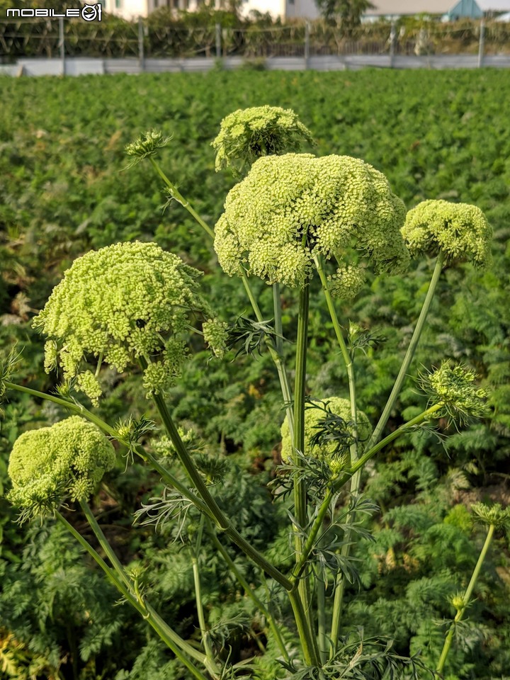 胡蘿蔔花+煙火花 台南市西港區佳里區 02/15