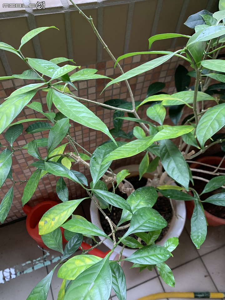 馬茶花葉子枯黃，根部有一個洞