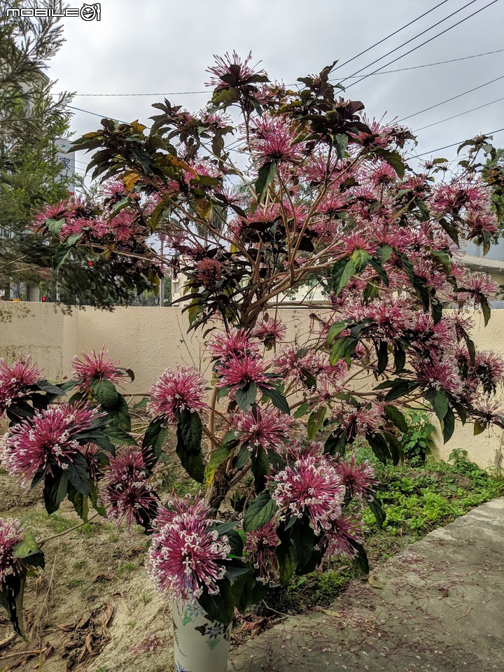 胡蘿蔔花+煙火花 台南市西港區佳里區 02/15