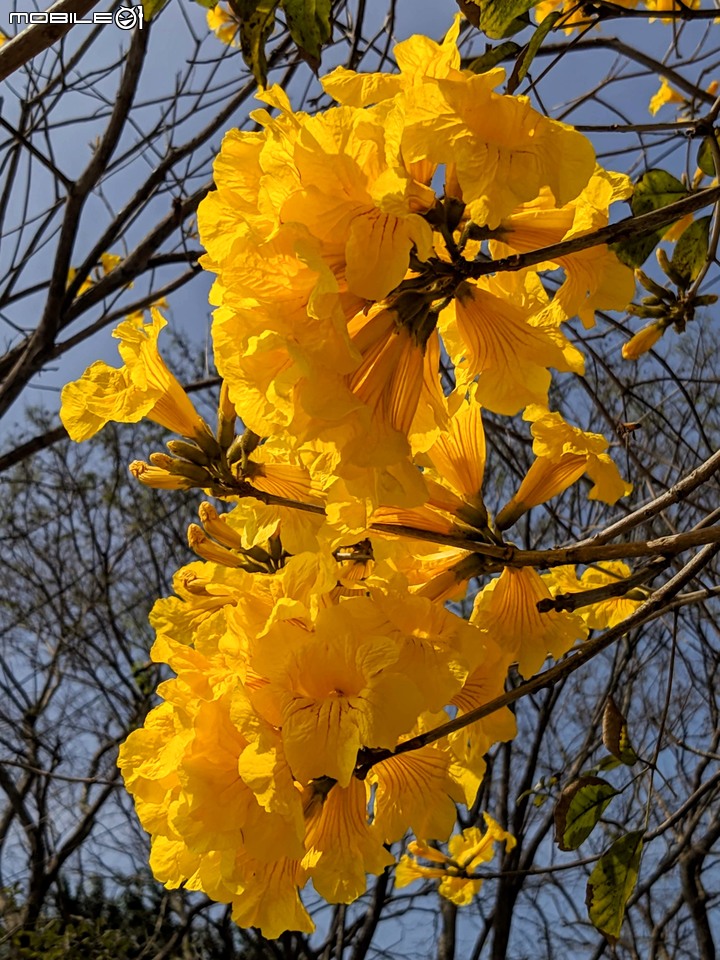 黃花風鈴木 台南市佳里區六順路 02/28