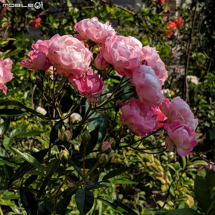 梅花+月季 台南市佳里區林園街 02/08