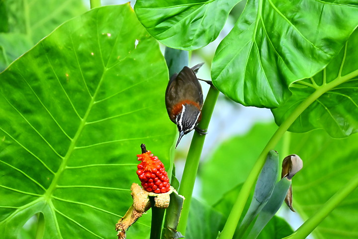 Z50+50-250mm DX生態記錄：白頭翁懸停吃姑婆芋果實，小彎嘴則謹慎小心時時警戒。