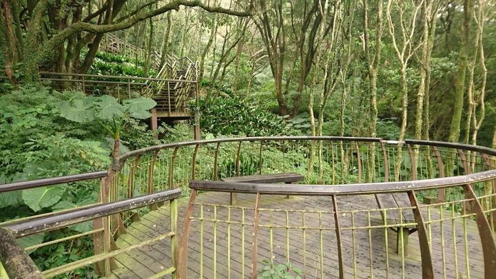 [樂山童盟] [台北北投] 悠遊"竹子湖"[猴崁湖田國小步道-百年楓香巨木-草山水道滾水頭-猴崁水圳古道-青楓步道-竹子湖黑森林-水車寮步道]