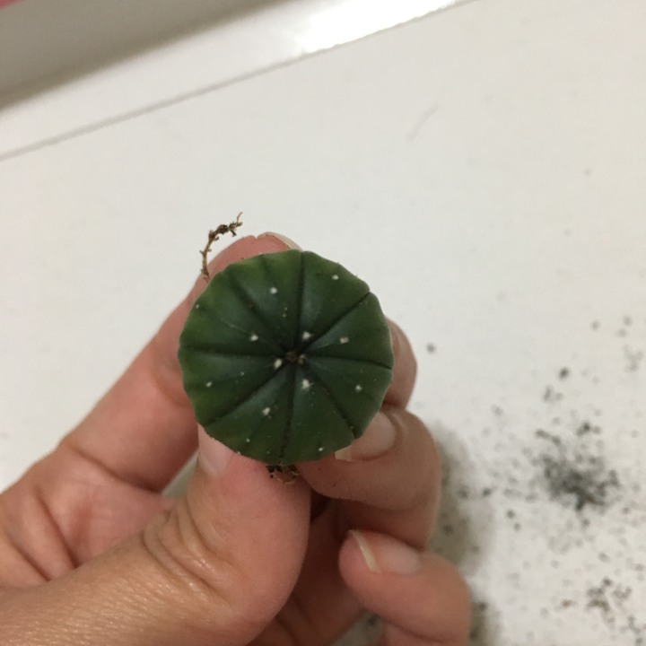 仙人掌根部發黃