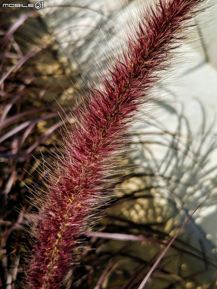 紅狼尾草 台南市中西區水交社文化園區 02/02