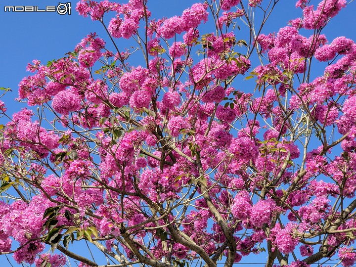 紅花風鈴木 台南市佳里區體育公園 02/08