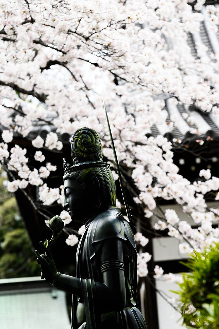 2019日本櫻花篇