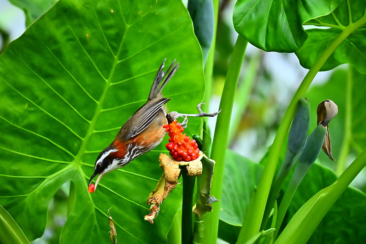Z50+50-250mm DX生態記錄：白頭翁懸停吃姑婆芋果實，小彎嘴則謹慎小心時時警戒。