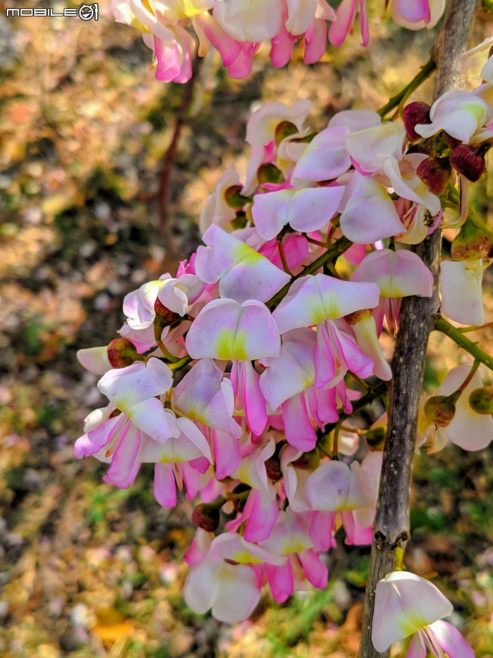 南洋櫻+茄苳 台南市安平區湖濱水鳥公園 02/16