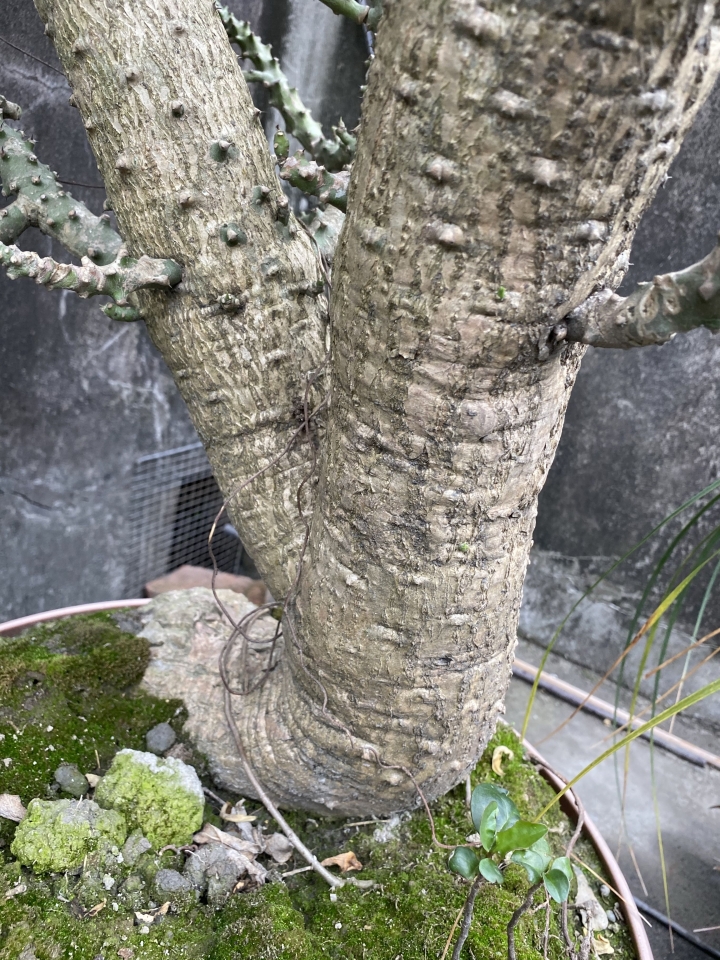 求植物名稱（仙人掌）