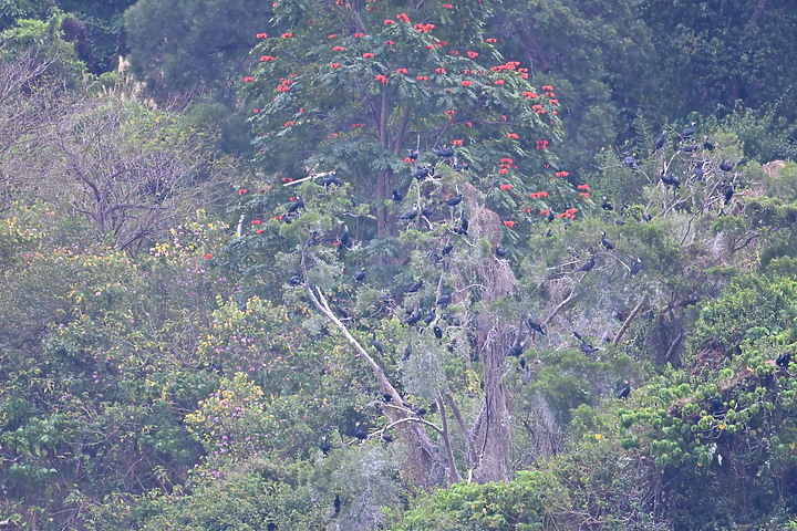 Z50鳳山水庫鸕鶿：黃昏返回與清晨離開到高屏溪或大鵬灣。