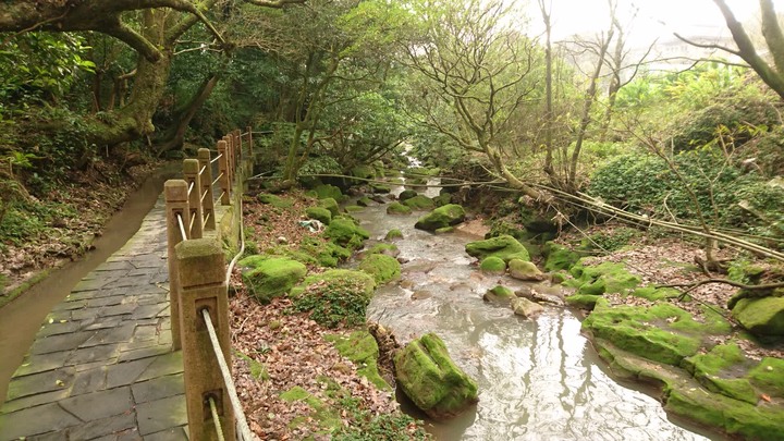 [樂山童盟] [台北北投] 悠遊"竹子湖"[猴崁湖田國小步道-百年楓香巨木-草山水道滾水頭-猴崁水圳古道-青楓步道-竹子湖黑森林-水車寮步道]