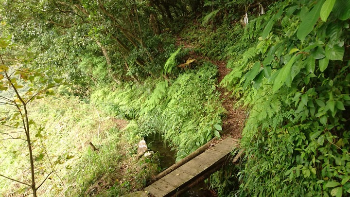 [樂山童盟] [台北北投] 悠遊"竹子湖"[猴崁湖田國小步道-百年楓香巨木-草山水道滾水頭-猴崁水圳古道-青楓步道-竹子湖黑森林-水車寮步道]