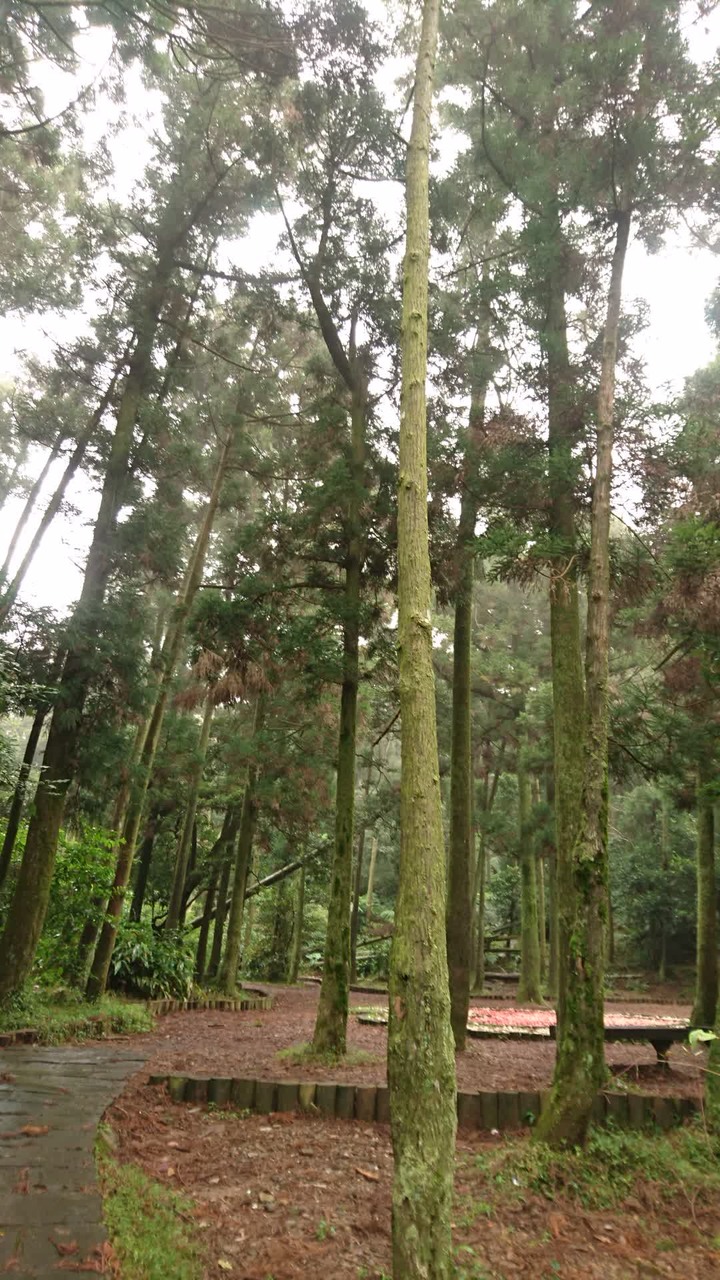 [樂山童盟] [台北北投] 悠遊"竹子湖"[猴崁湖田國小步道-百年楓香巨木-草山水道滾水頭-猴崁水圳古道-青楓步道-竹子湖黑森林-水車寮步道]