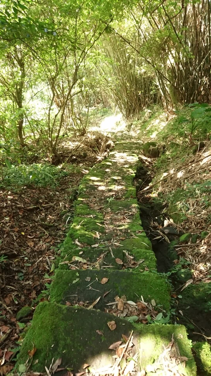 [樂山童盟] [台北北投] 悠遊"竹子湖"[猴崁湖田國小步道-百年楓香巨木-草山水道滾水頭-猴崁水圳古道-青楓步道-竹子湖黑森林-水車寮步道]