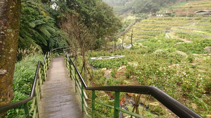 [樂山童盟] [台北北投] 悠遊"竹子湖"[猴崁湖田國小步道-百年楓香巨木-草山水道滾水頭-猴崁水圳古道-青楓步道-竹子湖黑森林-水車寮步道]