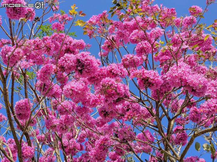 紅花風鈴木 台南市佳里區體育公園 02/08