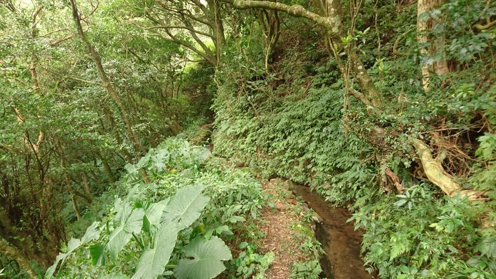 [樂山童盟] [台北北投] 悠遊"竹子湖"[猴崁湖田國小步道-百年楓香巨木-草山水道滾水頭-猴崁水圳古道-青楓步道-竹子湖黑森林-水車寮步道]