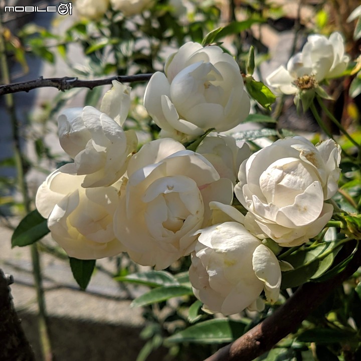 梅花+月季 台南市佳里區林園街 02/08