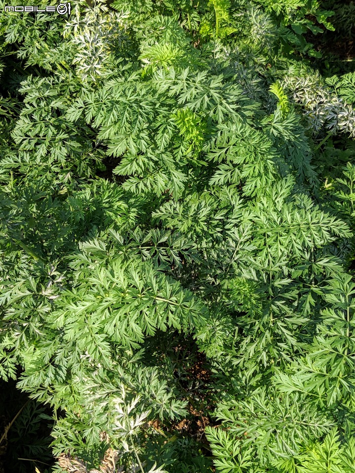 胡蘿蔔花+煙火花 台南市西港區佳里區 02/15