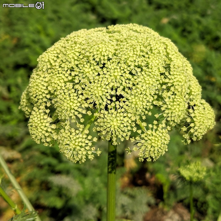 胡蘿蔔花+煙火花 台南市西港區佳里區 02/15